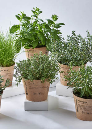 image illustrant des plantes aromatique en pot 100% biodégradables